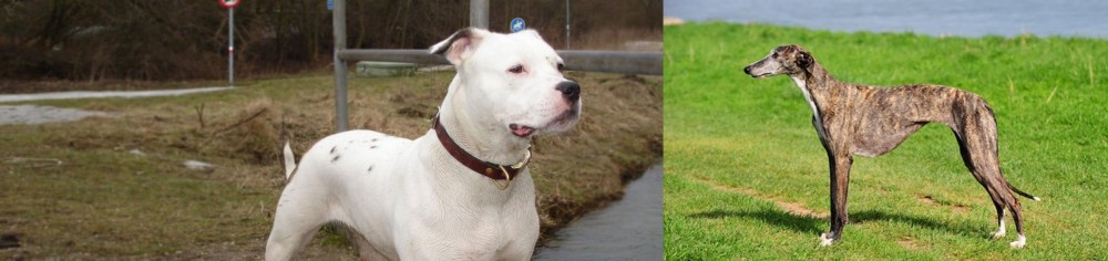 Galgo Espanol vs Antebellum Bulldog - Breed Comparison