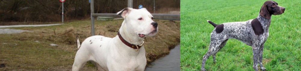 German Shorthaired Pointer vs Antebellum Bulldog - Breed Comparison