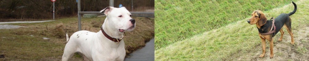 Hellenic Hound vs Antebellum Bulldog - Breed Comparison