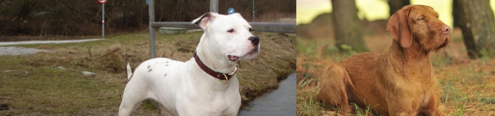 Hungarian Wirehaired Vizsla vs Antebellum Bulldog - Breed Comparison