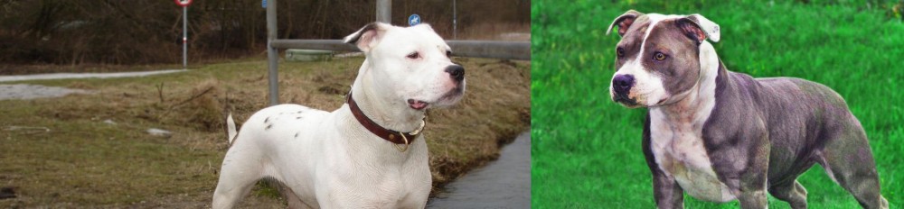 Irish Staffordshire Bull Terrier vs Antebellum Bulldog - Breed Comparison