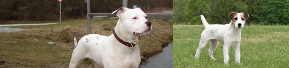 Jack Russell Terrier vs Antebellum Bulldog - Breed Comparison