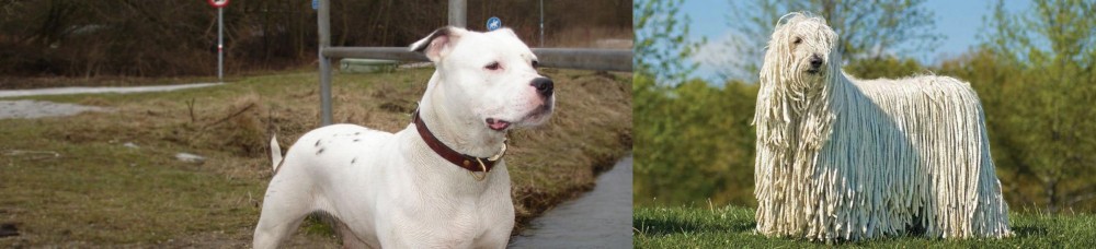 Komondor vs Antebellum Bulldog - Breed Comparison