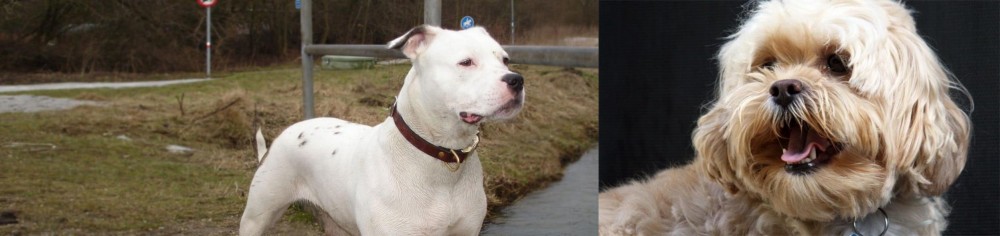 Lhasapoo vs Antebellum Bulldog - Breed Comparison