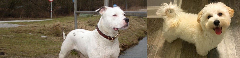 Maltipoo vs Antebellum Bulldog - Breed Comparison
