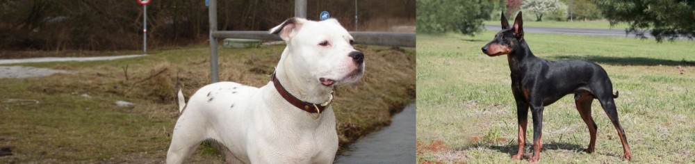 Manchester Terrier vs Antebellum Bulldog - Breed Comparison