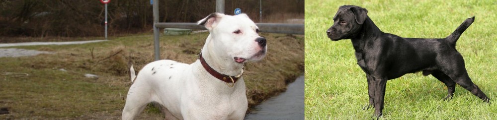 Patterdale Terrier vs Antebellum Bulldog - Breed Comparison