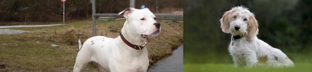 Petit Basset Griffon Vendeen vs Antebellum Bulldog - Breed Comparison