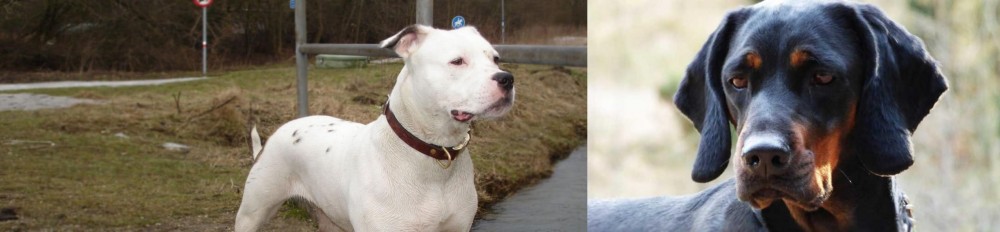 Polish Hunting Dog vs Antebellum Bulldog - Breed Comparison
