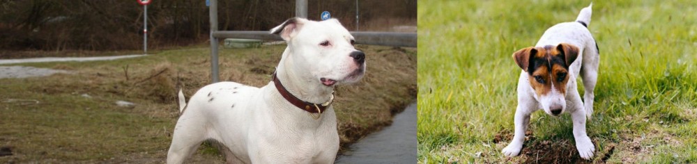 Russell Terrier vs Antebellum Bulldog - Breed Comparison