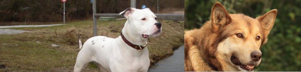 Seppala Siberian Sleddog vs Antebellum Bulldog - Breed Comparison
