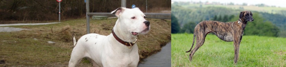 Sloughi vs Antebellum Bulldog - Breed Comparison