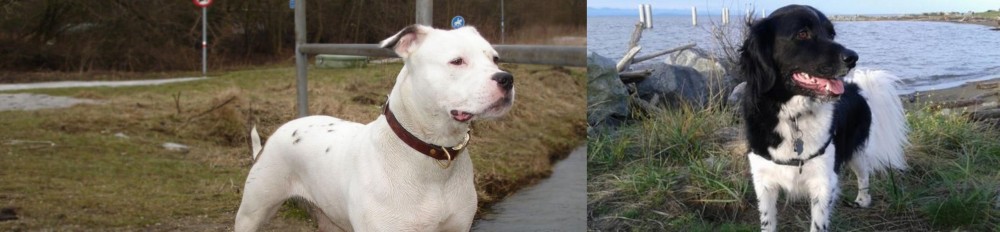 Stabyhoun vs Antebellum Bulldog - Breed Comparison