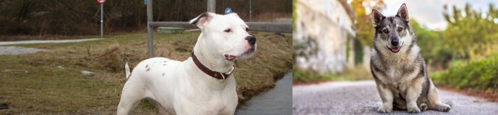 Swedish Vallhund vs Antebellum Bulldog - Breed Comparison