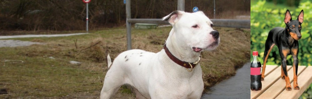 Toy Manchester Terrier vs Antebellum Bulldog - Breed Comparison