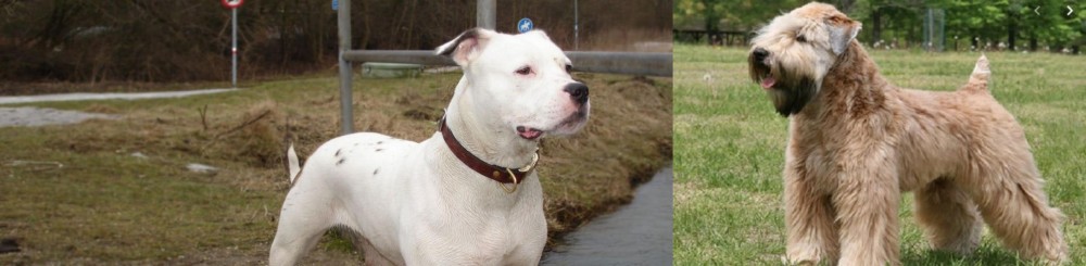 Wheaten Terrier vs Antebellum Bulldog - Breed Comparison