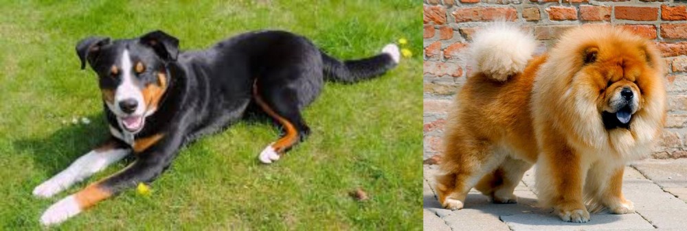 Chow Chow vs Appenzell Mountain Dog - Breed Comparison