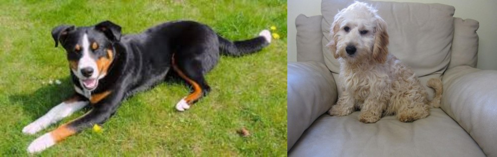 Cockachon vs Appenzell Mountain Dog - Breed Comparison