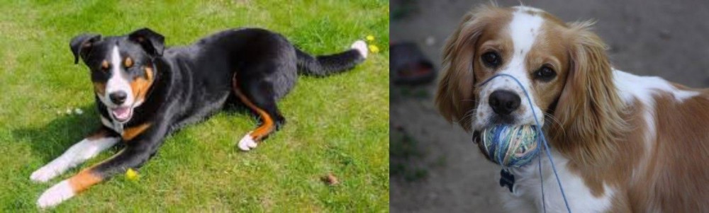 Cockalier vs Appenzell Mountain Dog - Breed Comparison