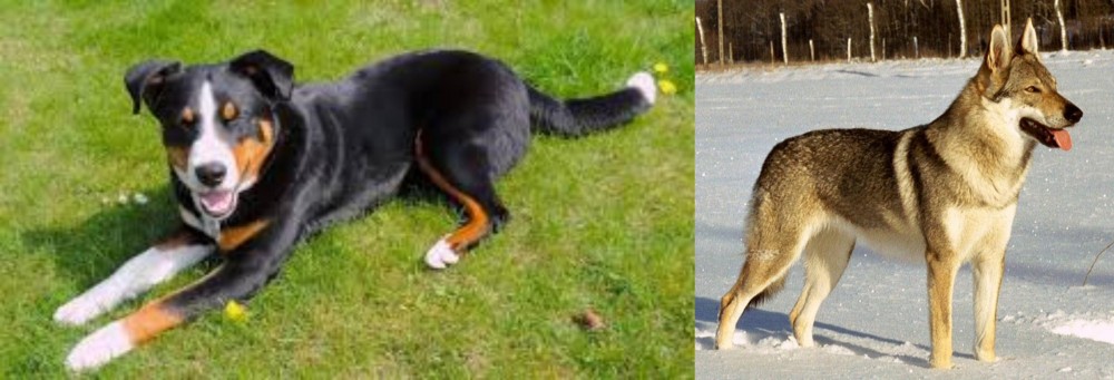Czechoslovakian Wolfdog vs Appenzell Mountain Dog - Breed Comparison