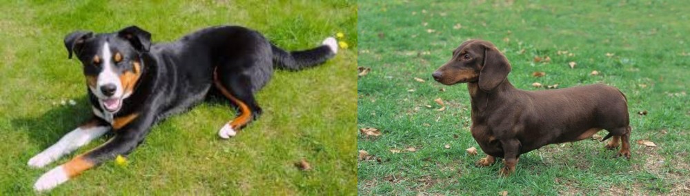 Dachshund vs Appenzell Mountain Dog - Breed Comparison