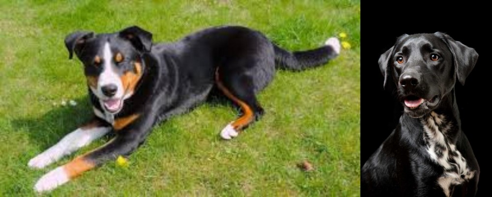 Dalmador vs Appenzell Mountain Dog - Breed Comparison