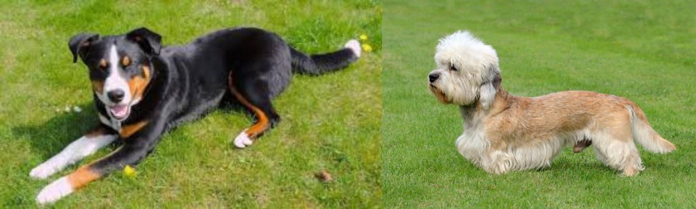 Dandie Dinmont Terrier vs Appenzell Mountain Dog - Breed Comparison