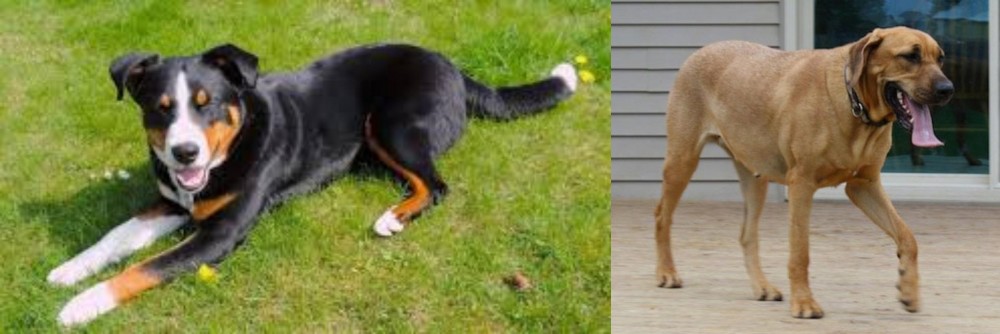 Danish Broholmer vs Appenzell Mountain Dog - Breed Comparison