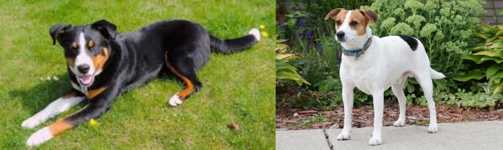 Danish Swedish Farmdog vs Appenzell Mountain Dog - Breed Comparison