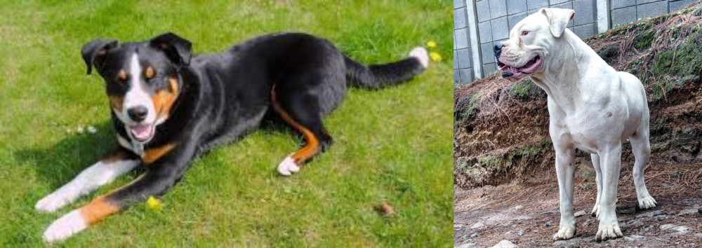 Dogo Guatemalteco vs Appenzell Mountain Dog - Breed Comparison