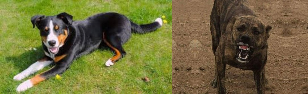 Dogo Sardesco vs Appenzell Mountain Dog - Breed Comparison