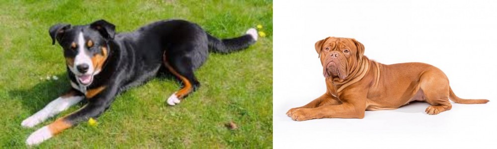 Dogue De Bordeaux vs Appenzell Mountain Dog - Breed Comparison
