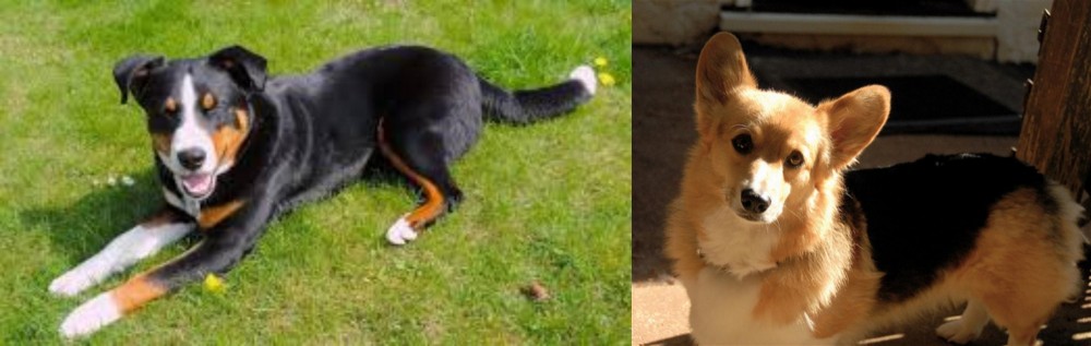 Dorgi vs Appenzell Mountain Dog - Breed Comparison