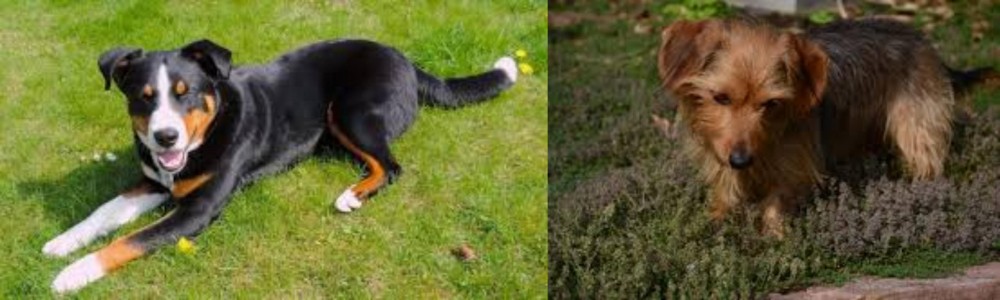 Dorkie vs Appenzell Mountain Dog - Breed Comparison