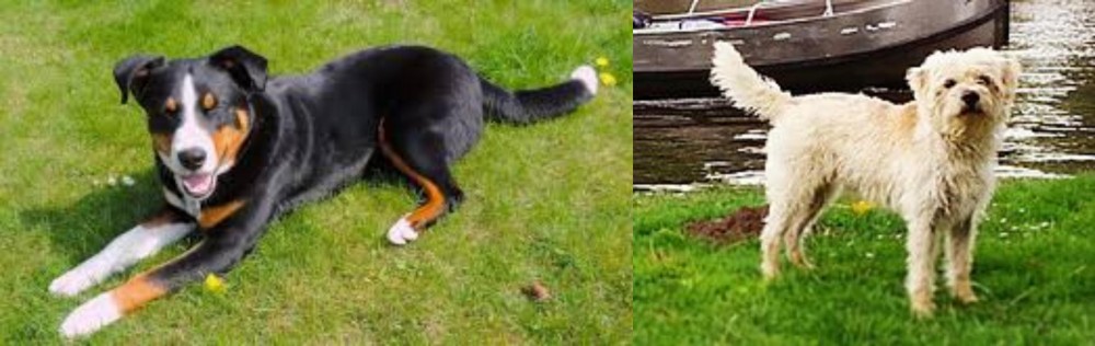 Dutch Smoushond vs Appenzell Mountain Dog - Breed Comparison