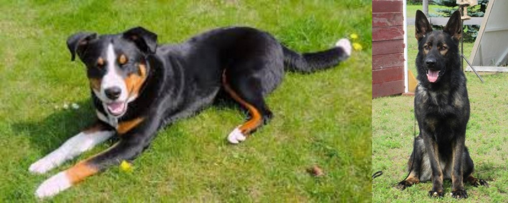 East German Shepherd vs Appenzell Mountain Dog - Breed Comparison