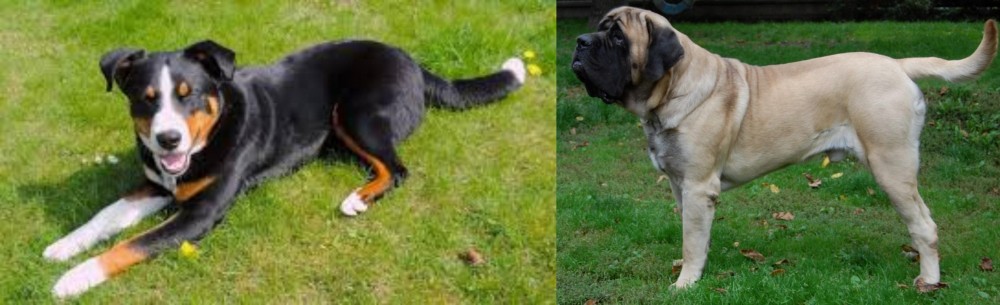English Mastiff vs Appenzell Mountain Dog - Breed Comparison
