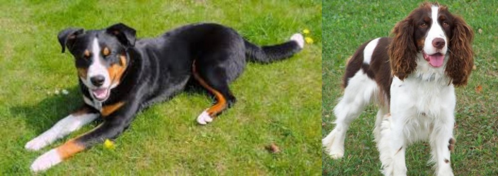 English Springer Spaniel vs Appenzell Mountain Dog - Breed Comparison