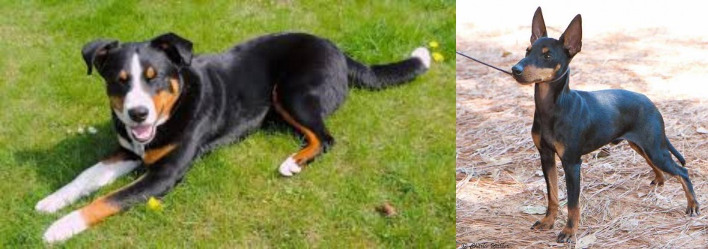 English Toy Terrier (Black & Tan) vs Appenzell Mountain Dog - Breed Comparison