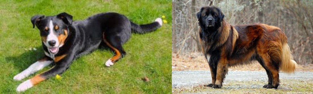 Estrela Mountain Dog vs Appenzell Mountain Dog - Breed Comparison