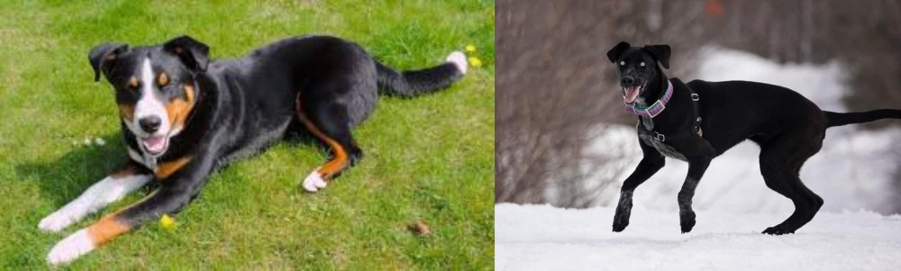 Eurohound vs Appenzell Mountain Dog - Breed Comparison