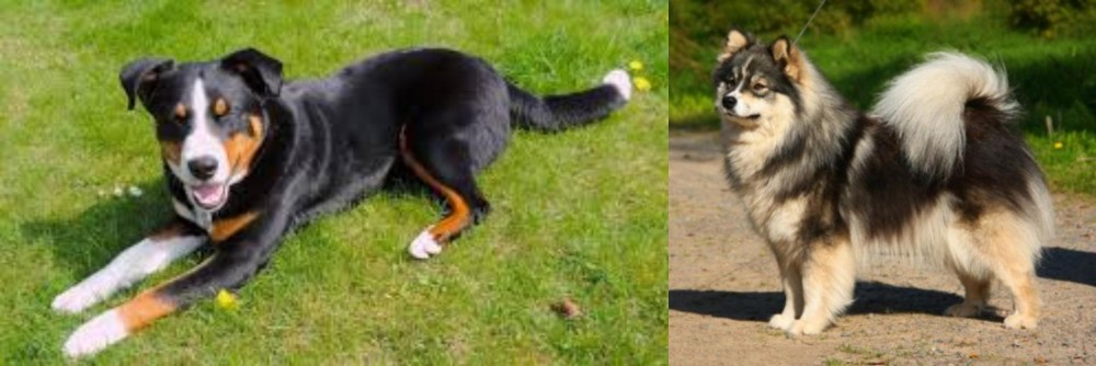 Finnish Lapphund vs Appenzell Mountain Dog - Breed Comparison