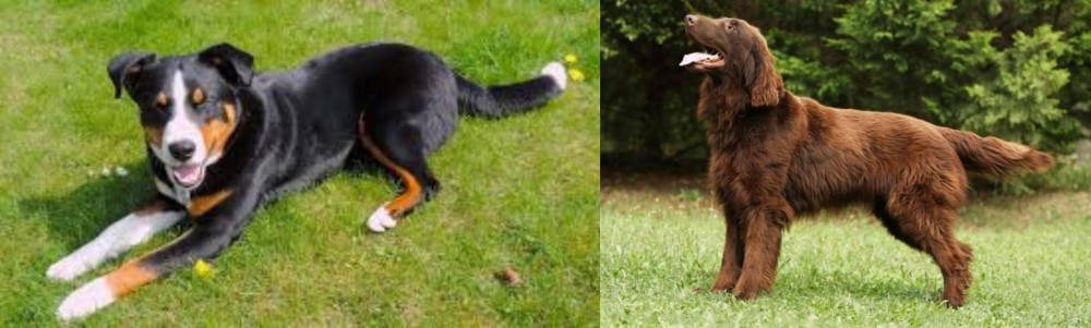 Flat-Coated Retriever vs Appenzell Mountain Dog - Breed Comparison