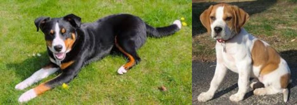 Francais Blanc et Orange vs Appenzell Mountain Dog - Breed Comparison