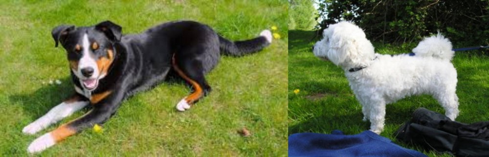 Franzuskaya Bolonka vs Appenzell Mountain Dog - Breed Comparison