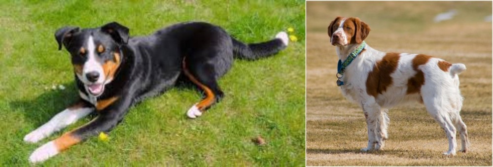 French Brittany vs Appenzell Mountain Dog - Breed Comparison