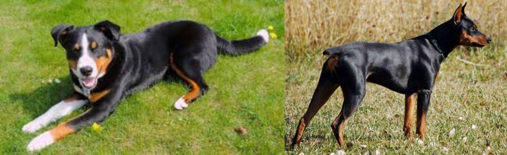 German Pinscher vs Appenzell Mountain Dog - Breed Comparison