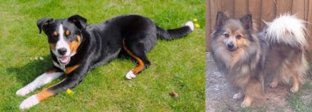 German Spitz (Mittel) vs Appenzell Mountain Dog - Breed Comparison