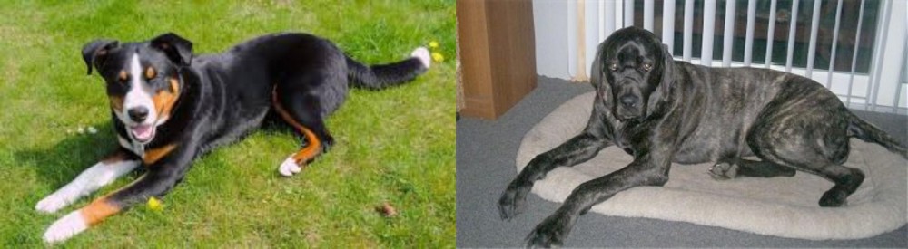 Giant Maso Mastiff vs Appenzell Mountain Dog - Breed Comparison