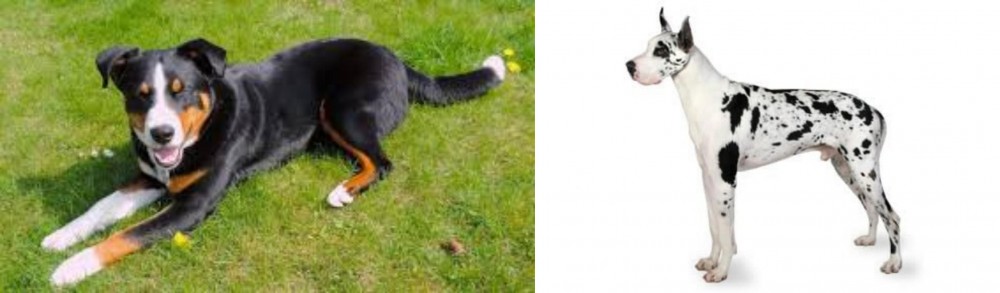 Great Dane vs Appenzell Mountain Dog - Breed Comparison